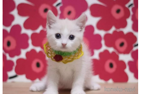 成約済の東京都のマンチカン-100753の3枚目